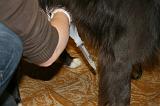 INSEMINATION ARTIFICIELLE 005